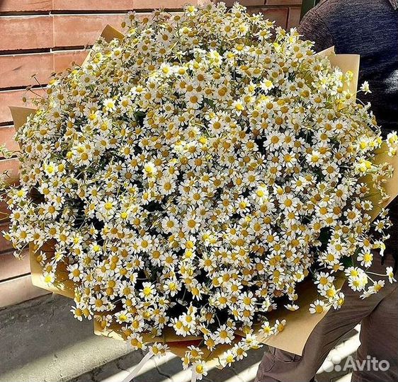 Цветы ромашки