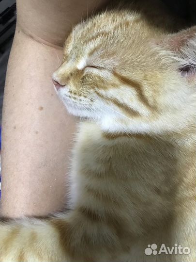 Котенок в добрые руки