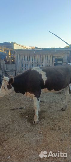 Телки стельные