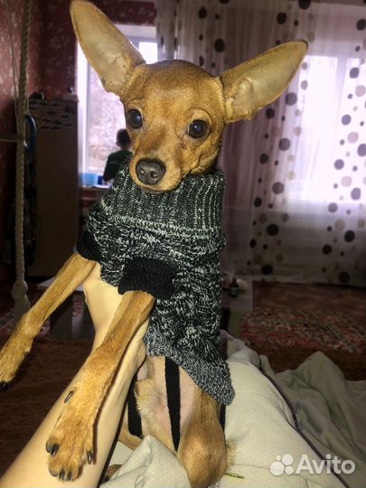 Мини той-терьер