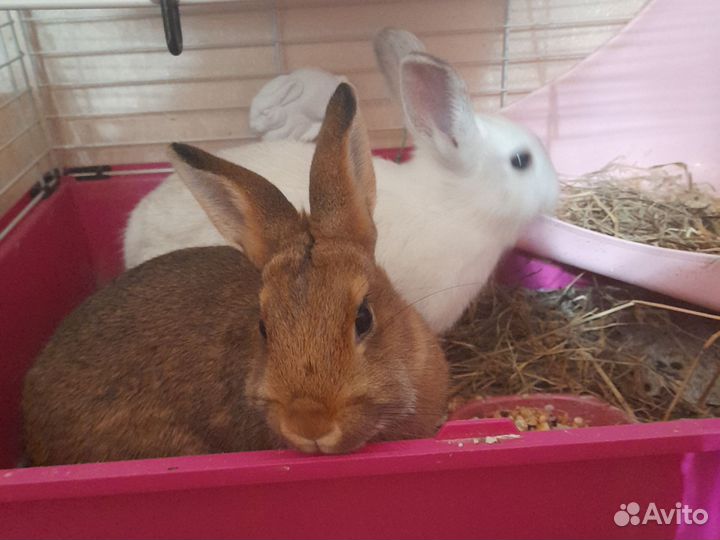 Декоративные кролики в добрые руки