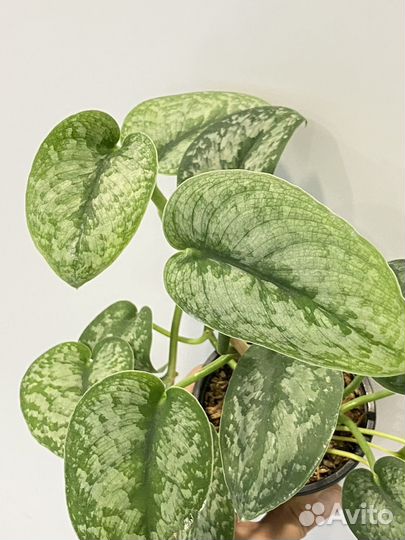 Сциндапсус сильвер сплеш