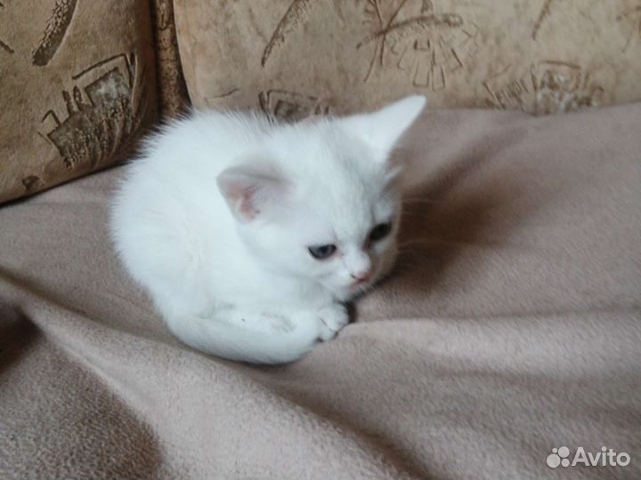 Британский кот