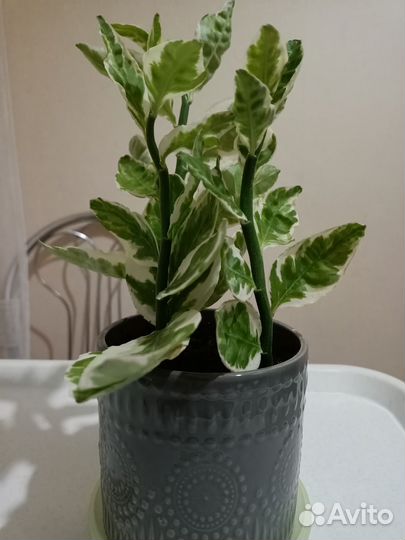 Педилантус