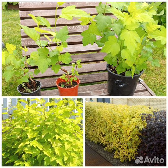 Цветы садовые, кустарники плодовые и декоративные