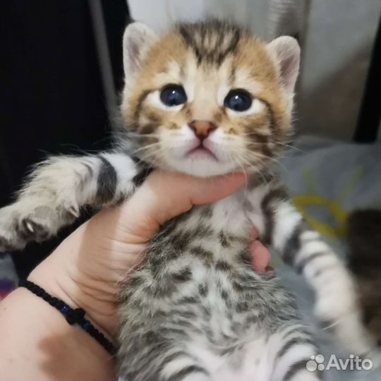 Котята курильский бобтейл