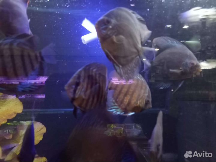 Дискус коричневый ассорти Аквариумные рыбки