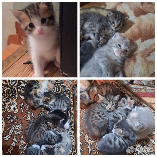 Котята отдам в добрые руки бесплатно