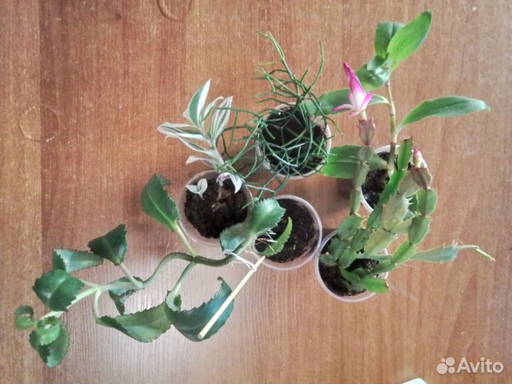 Комнатные цветы набор