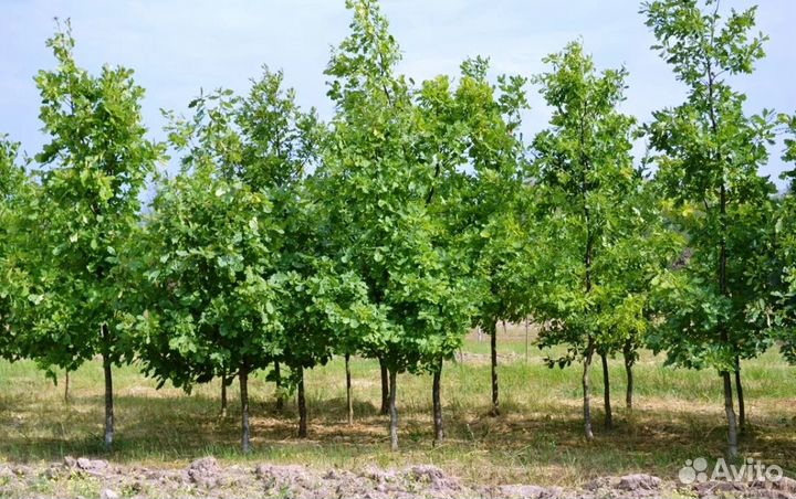 Дуб черешчатый