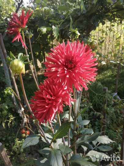 Корни георгин