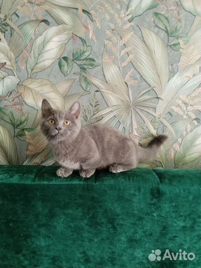 Эксклюзивные малыши