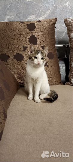 Кошка в добрые руки