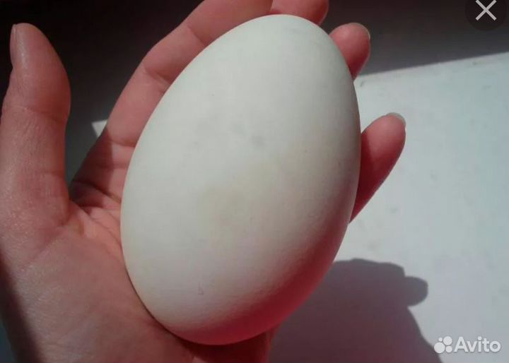 Яйцо гусиное
