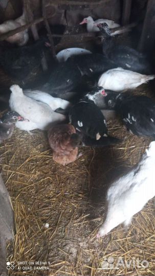 Яйца индюков, яйцо куриное, куры малодые