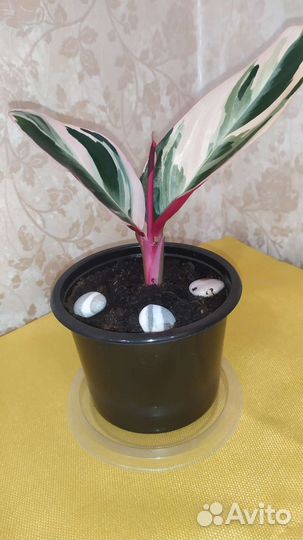 Строманта триколор