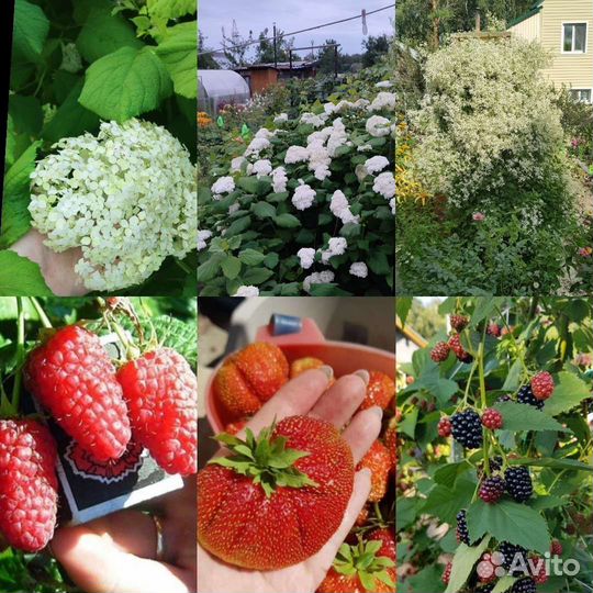 Гортензия,диктамнус,климатис и др.многолетники