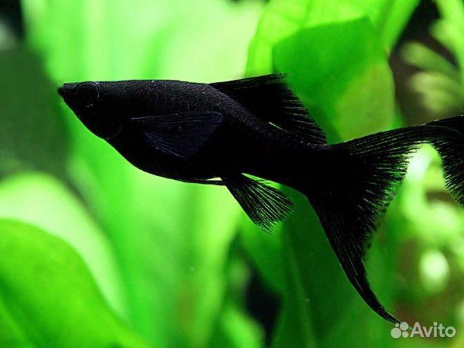 Аквариумные рыбки