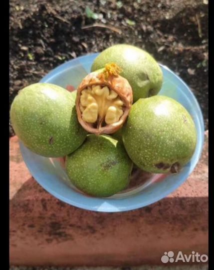 Орех грецкий