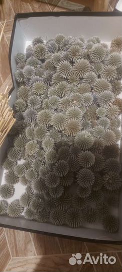 Мордовник шароголовый