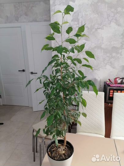 Фикус бенджамина