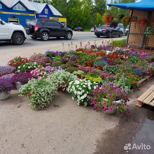 Много цветов