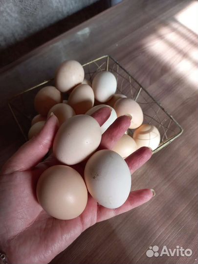 Яйцо куриное