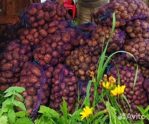 Продам картофель