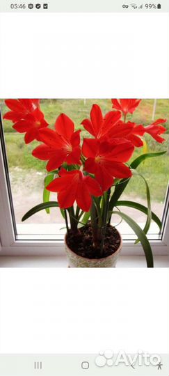 Комнатные цветы Валлота пурпурная лилия растения