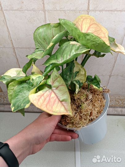 Сингониум орм Тонг ORM Tong