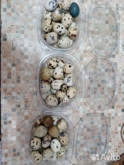 Яйца перепелиные инкубационное