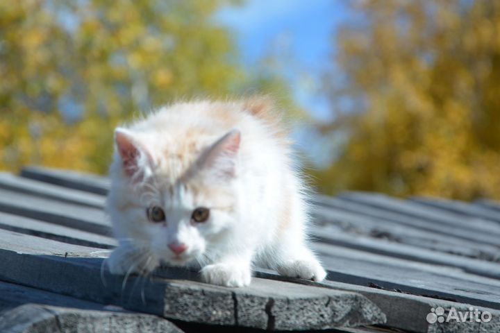 Курильский бобтейл