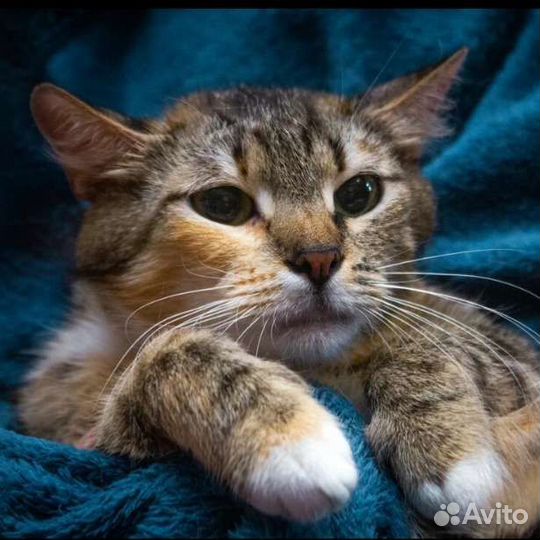 Кошки в добрые руки