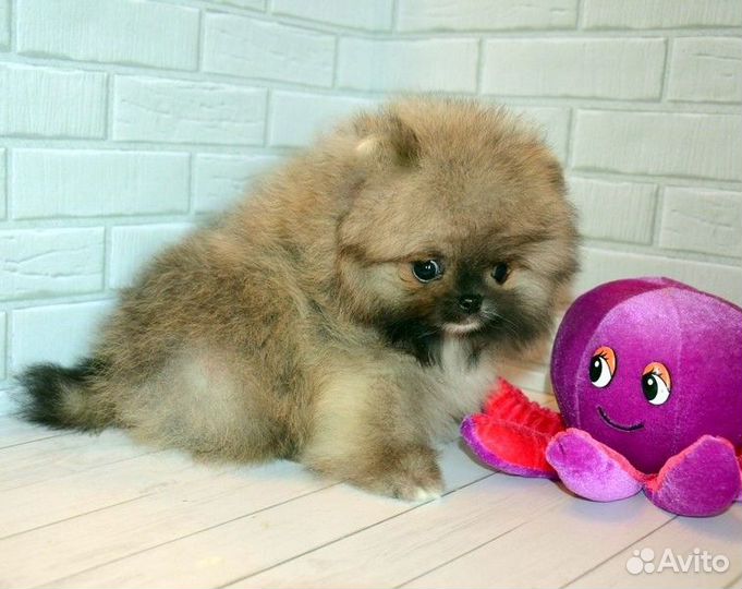 Померанский шпиц,большой выбор щенков с документам