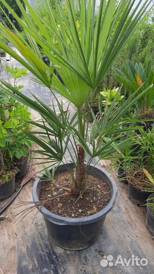 Трахикарпус форчуна