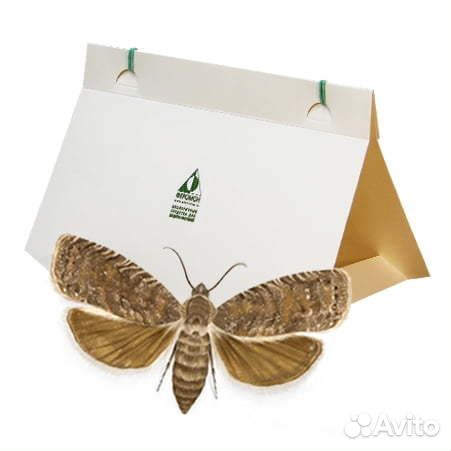 Феромонная ловушка для восточной плодожорки