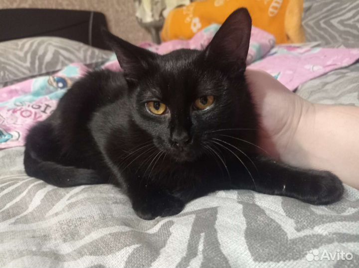 Котик бояка,невидимка.4 мес
