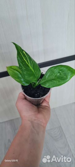 Спатифиллум зебра