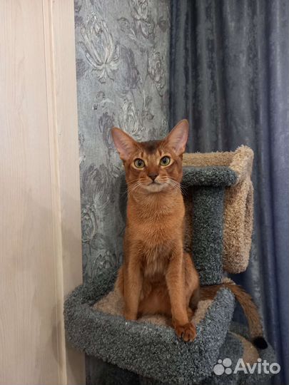 Abyssisphynx - абиссфинкс