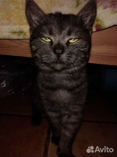 Домашняя кошка