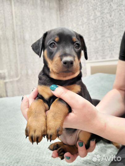 Цвергпинчер