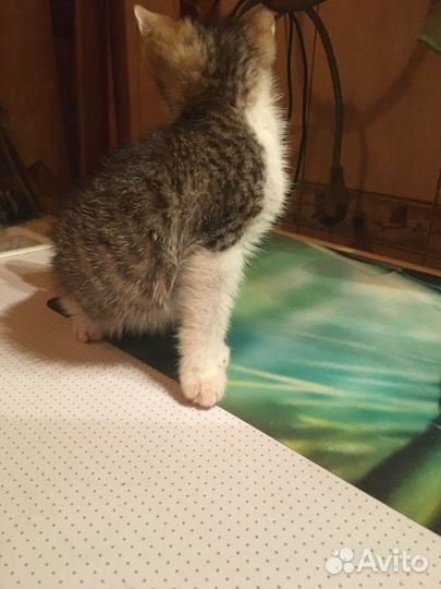 Котенок в семью