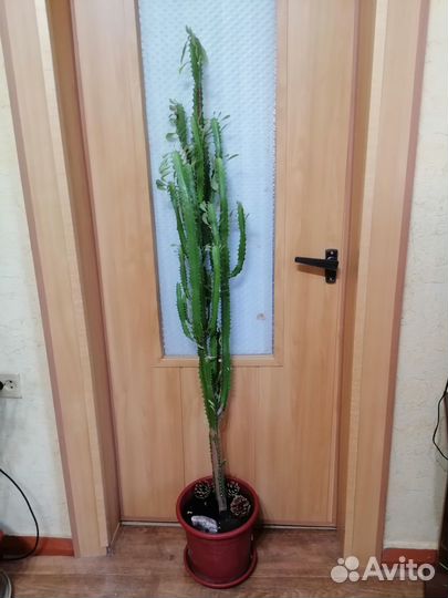 Молочай трехгранный