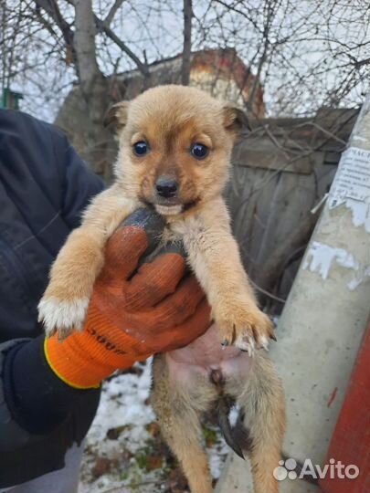 Щенки в добрые руки