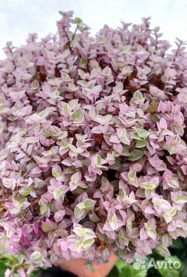 Каллизия и Золотой ус (12 сортов)