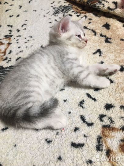 Шотландский котенок