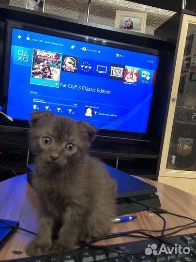 Британская вислоухая кошка