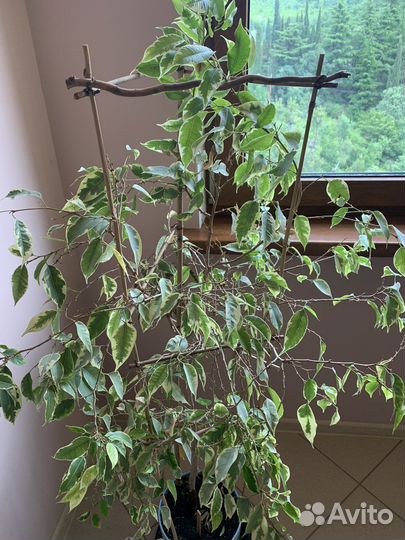 Фикус бенджамина