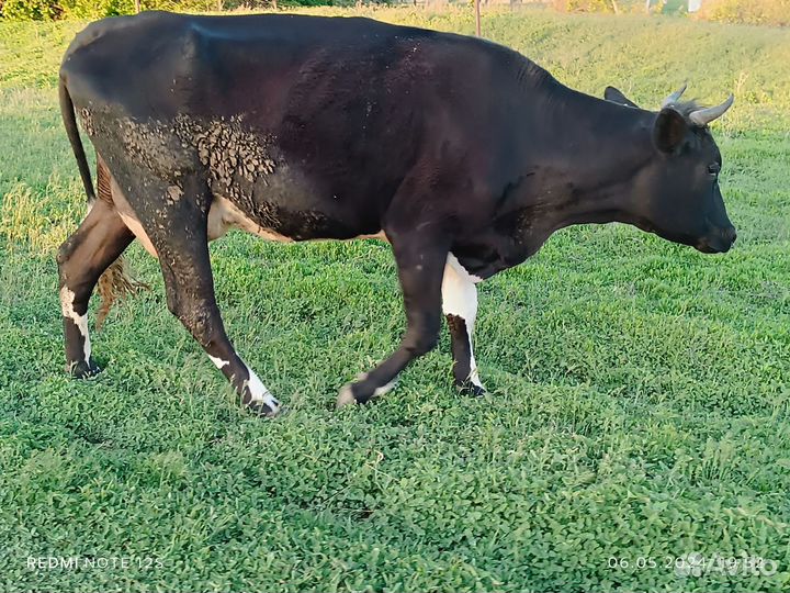 Корова дойная с теленком