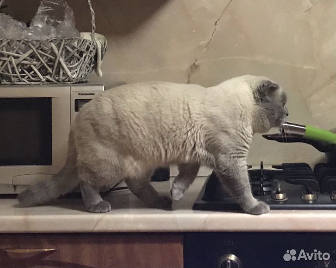 Вязка Жених